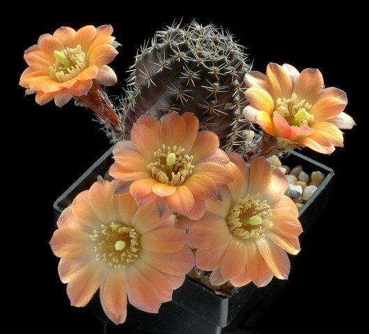 Rebutia_pallida
